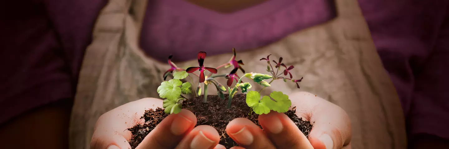 Ruce držící hlínu s malými sazenicemi pelargonie, symbol přírody, růstu a zdraví