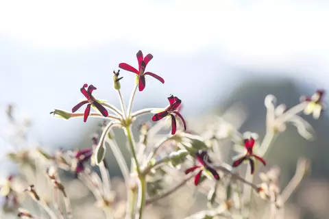 Rostlina Pelargonium Sidoides