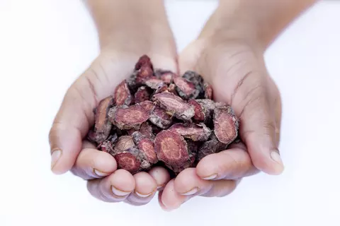 Ruce drží kořeny Pelargonium Sidoides