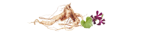 Kořen Pelargonium Sidoides